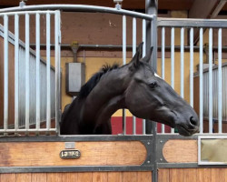 jumper Peri M (German Sport Horse, 2017, from Perigueux)