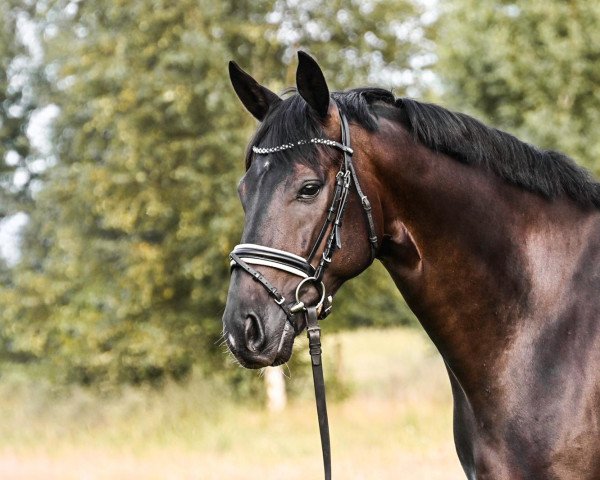 dressage horse Smetana 9 (Hanoverian, 2015, from San Amour I)