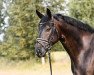 dressage horse Smetana 9 (Hanoverian, 2015, from San Amour I)