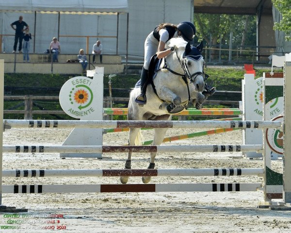 horse Prospect Niomi (Connemara Pony, 2013, from Tulira Robuck)