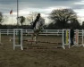 jumper Morning Shadow (Irish horse, 2012, from Burning Daylight)