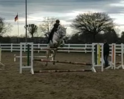 jumper Morning Shadow (Irisches Reitpferd, 2012, from Burning Daylight)