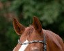 dressage horse Flying Campino (Hanoverian, 1999, from Fabriano)