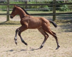 dressage horse Joey MK (Westphalian, 2023, from Glock's Johnson Tn)