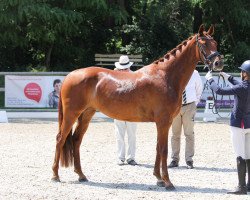 dressage horse Florentine 143 (Oldenburger, 2019, from Fürsten-Look)