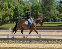 dressage horse Nelly 500 (Hanoverian, 2012, from Surprice)