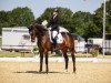 dressage horse Amazing Aero (Westphalian, 2018, from Arango)