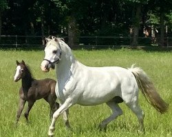 Dressurpferd Best Ellwis K (Welsh Pony (Sek.B), 2022, von Best Boy)