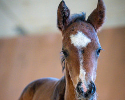 dressage horse Zazoou B (Westphalian, 2023, from Zoom)