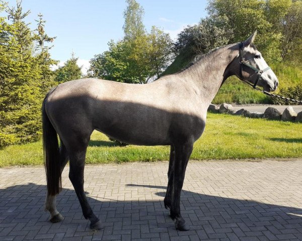 Springpferd Quiwi White (Oldenburger Springpferd, 2018, von Quiwi Dream)