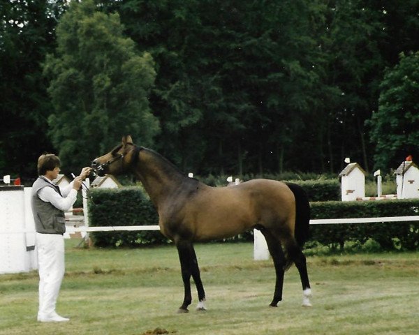 stallion Nasrallah (Shagya Arabian, 1975, from Bartok ShA)