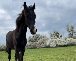 Dressurpferd Blue Baroness 3 (Deutsches Sportpferd, 2022, von Baron)