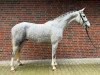 Springpferd Hui Buh 21 (Oldenburger Springpferd, 2018, von Hickstead White)