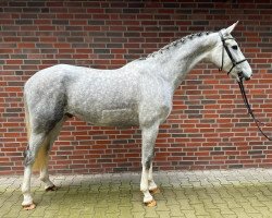 jumper Hui Buh 21 (Oldenburg show jumper, 2018, from Hickstead White)