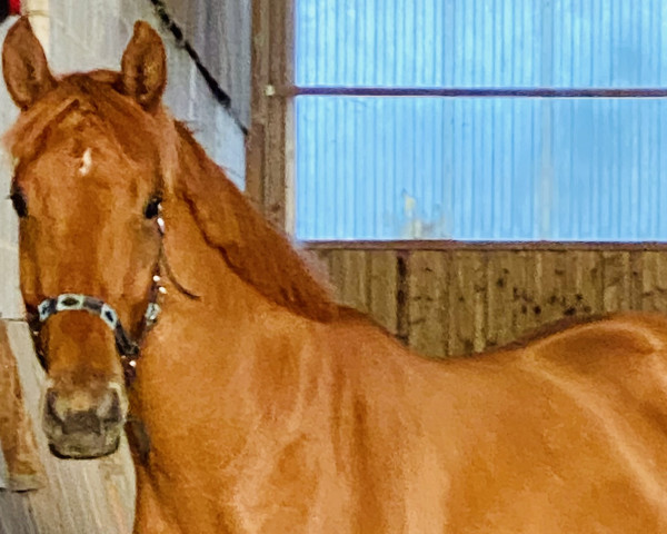 dressage horse Magical Boogi-Woogi (Hanoverian, 2020, from Morricone III)