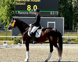 dressage horse FBW Belasol (German Sport Horse, 2018, from Callaho's Benicio)