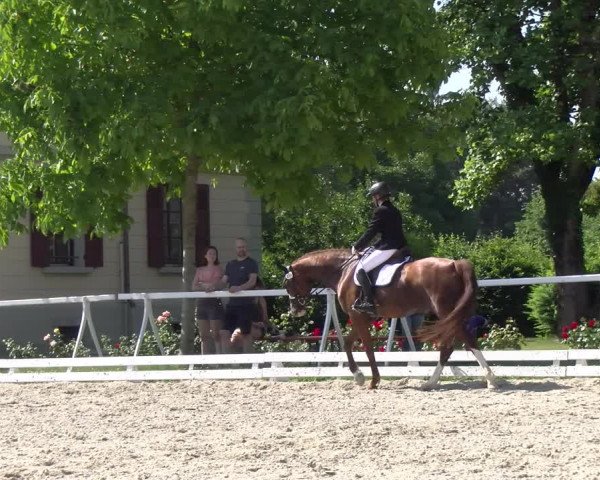 Reitturnier Avenches 2023