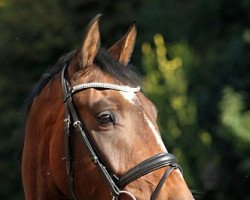 dressage horse Zandor 28 (Oldenburg, 2011, from Zack)