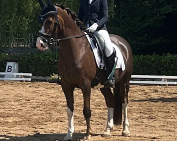 dressage horse Davy Crockett 5 (German Riding Pony, 2014, from Dreidimensional AT NRW)