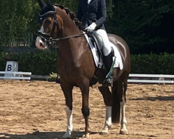 Dressurpferd Davy Crockett 5 (Deutsches Reitpony, 2014, von Dreidimensional AT NRW)