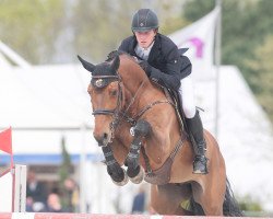 jumper Ivaro V.d.brouwershoeve (Belgian Warmblood, 2008, from Calvaro Z)