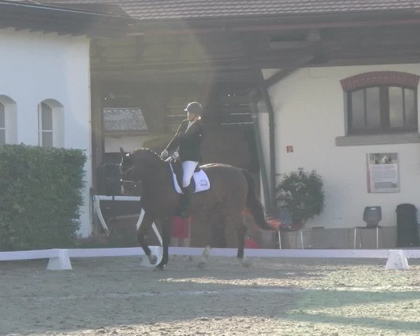 Reitturnier Avenches 2023