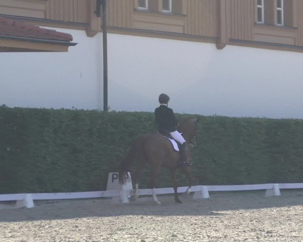 Reitturnier Avenches 2023