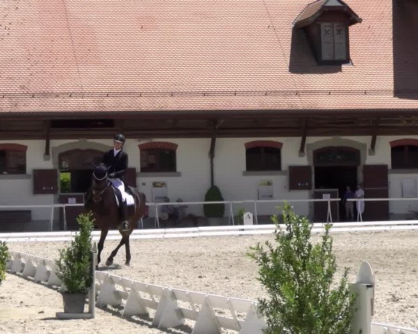 Reitturnier Avenches 2023
