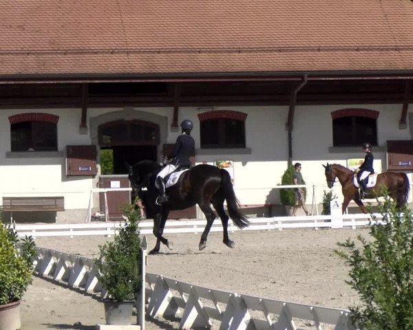 Reitturnier Avenches 2023