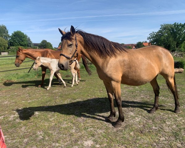 broodmare Mosambique (German Riding Pony, 2012, from FS Chacco Blue)