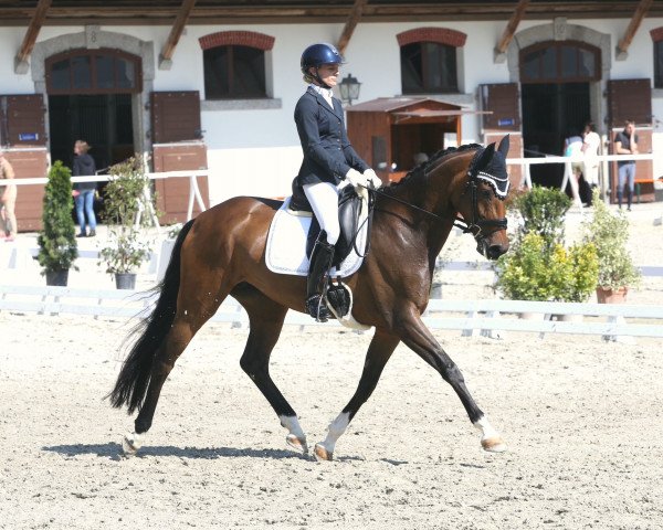 dressage horse Feline S (Hanoverian, 2017, from For Romance I)