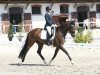 dressage horse Feline S (Hanoverian, 2017, from For Romance I)