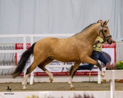 stallion César 7 (German Riding Pony, 2019, from Calimero)