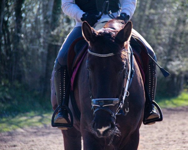 dressage horse Diego H 3 (Saxon-Thuringian Draughthorse, 2016, from Don Frederico)