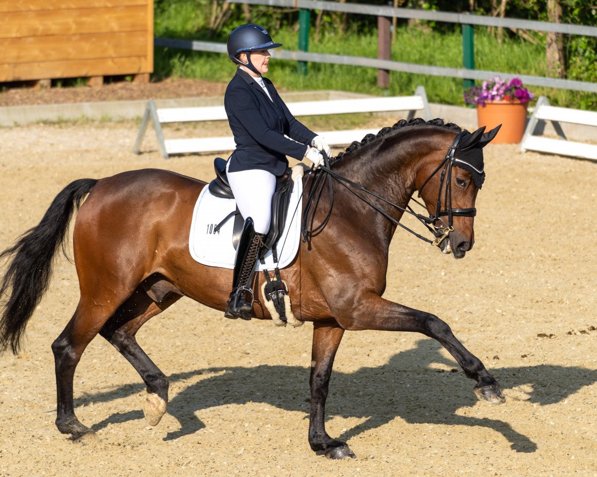 dressage horse Rock For Extra (Westphalian, 2013, from Rock Forever NRW)