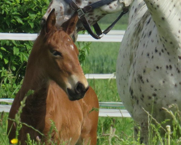 horse Tamador (Knabstrupper, 2023, from Tassilo vom Erlerhof)