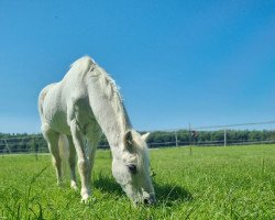 dressage horse Aelvengrey Myndriel (unknown, 2010)