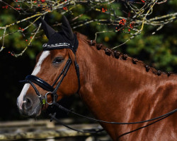 jumper Coco Malou 4 (German Sport Horse, 2015, from Caruso Z)