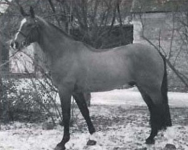 stallion Prince d'Incoville (Selle Français, 1981, from Heros de Cavron)