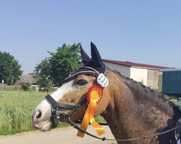 broodmare Miss Possible Vom Sonnenhof (German Riding Pony, 2012, from FS Mr. Right)