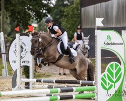 dressage horse Gniada 2 (Pony without race description, 2017)