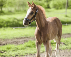 Pferd Ti Amo FG (Westfale, 2023, von Tangelo van de Zuuthoeve)