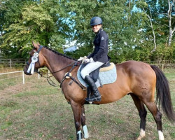 dressage horse El Martino (Trakehner, 2012, from Papellito xx)