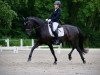 dressage horse Feels Like Magic (Oldenburg, 2016, from Fürsten-Look)