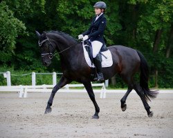 dressage horse Feels Like Magic (Oldenburg, 2016, from Fürsten-Look)