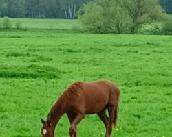 dressage horse Total Wish (Westphalian, 2022, from Total Hope OLD)