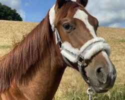 dressage horse Duke of my heart BT (Oldenburg, 2021, from Don Romance PS OLD)