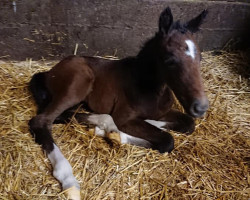 broodmare Crescent Moon (Trakehner, 2019, from Silvery Moon xx)