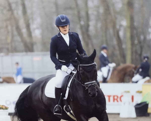 dressage horse Sacré-Coeur (Zweibrücken, 2012, from Shirkan Z)