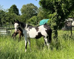 horse Mystery Moon xx (Thoroughbred, 2022, from Silvery Moon xx)